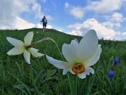 In Linzone spettacolo di narcisi e muscari con capre orobiche – 10magg22-FOTOGALLERY